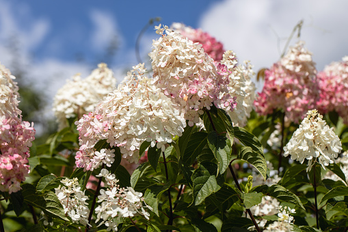 Hydrangea paniculata sort Limelight: hydrangea with green flowers blooms in the garden in summer. High quality photo