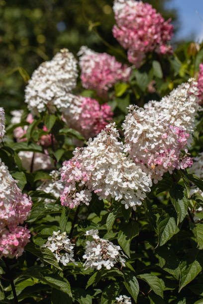 istock Hydrangea paniculata sort Limelight: hydrangea with green flowers blooms in the garden in summer 1479971583