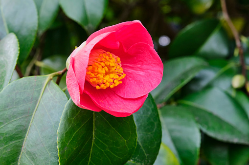Close-up pink flower of camellia japonica over of green leaves background.