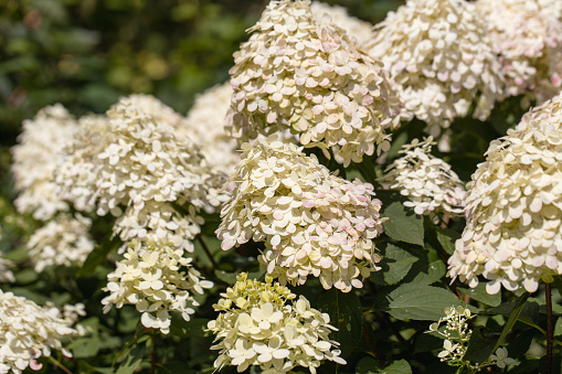 Wonderful blooming white Hydrangea arborescens, commonly known as smooth hydrangea, wild hydrangea Limelight in a garden. Closeup of White Hydrangea Flowers in Afternoon Sunlight.