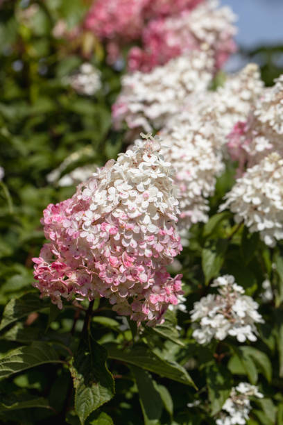 istock Hydrangea paniculata sort Limelight: hydrangea with green flowers blooms in the garden in summer 1479971854