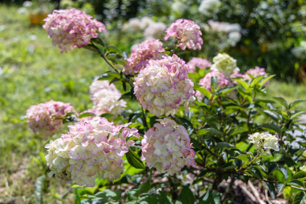 istock Hydrangea paniculata sort Fraise Melba hydrangea with pink flowers blooms in the garden in summer 1479971978