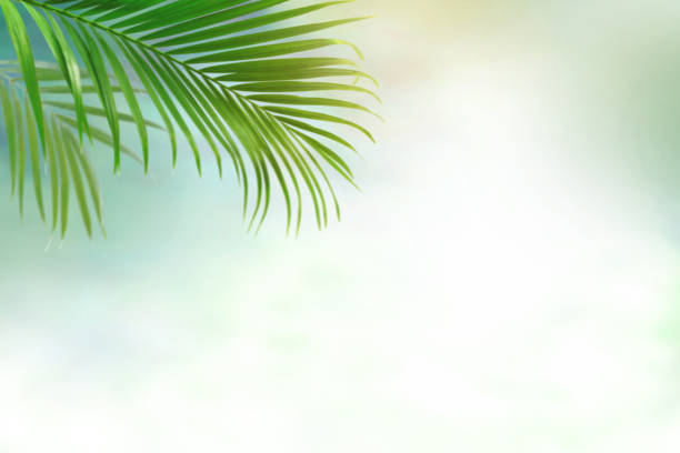istock Blurred palm leave background, tropical palm tree with copy space, summer background for mockup backdrop 1479972458