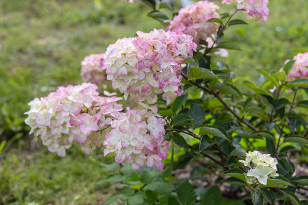 istock Hydrangea paniculata sort Fraise Melba hydrangea with pink flowers blooms in the garden in summer 1479972508