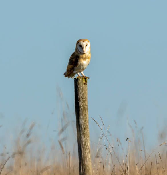istock Barn Owl taken in Gloucestershire 1479973210