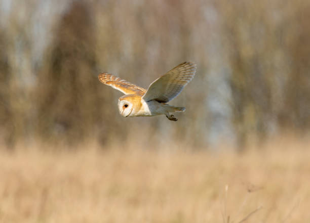 istock Barn Owl taken in Gloucestershire 1479973291