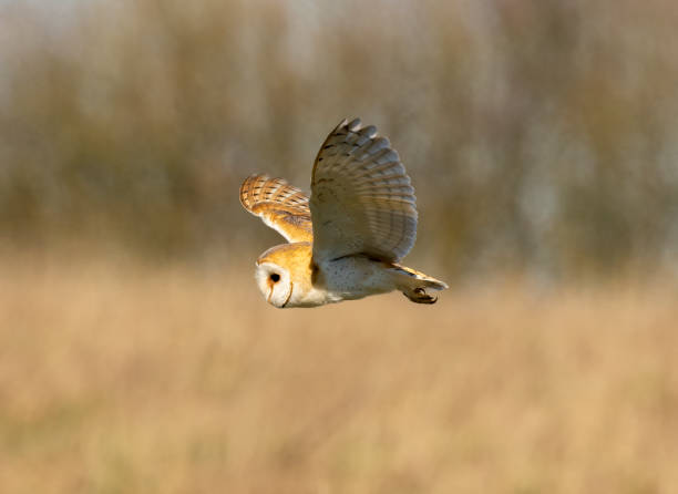 istock Barn Owl taken in Gloucestershire 1479973307