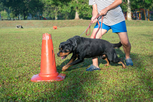 Dog showing excitement and aggression.