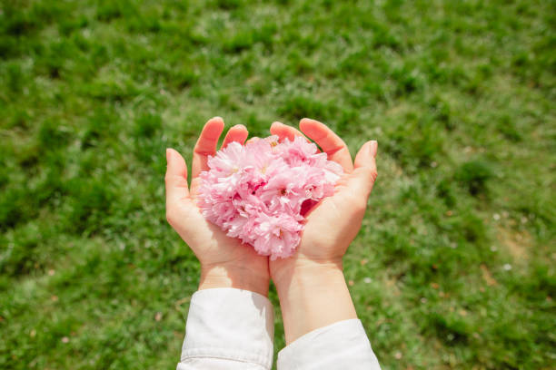 pink sakura flowers in woman hand close up crop