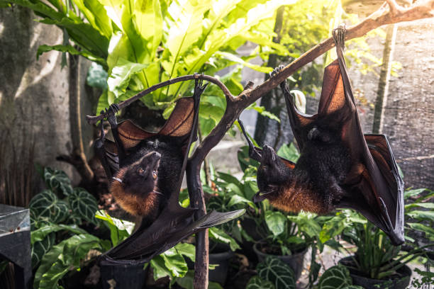 istock bats are resting while sun is up because of night habits 1479976628