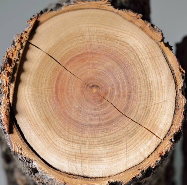 istock View of tree trunks, Wooden texture 1479976664