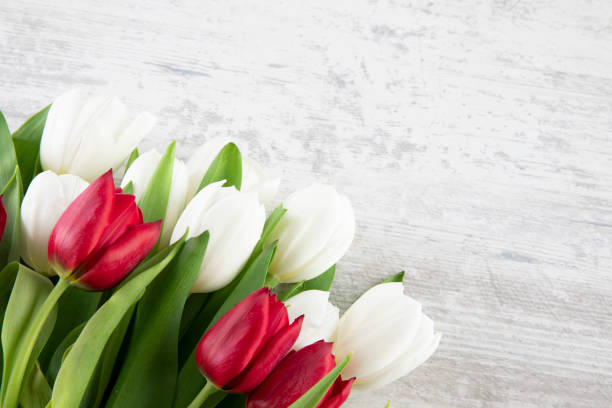 istock Beautiful Tulips on Wooden Background 1479979498