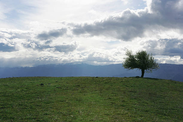 green field with lonely tree stock photo