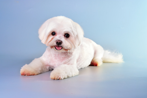 Charming MALTESE dog with a beautiful face after grooming in an animal salon.