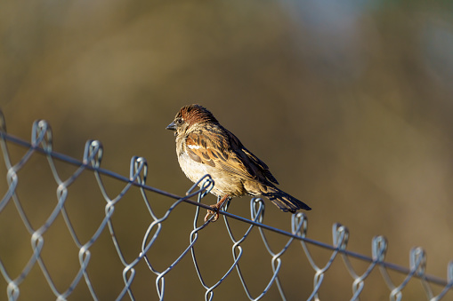 Small bird perched on fence