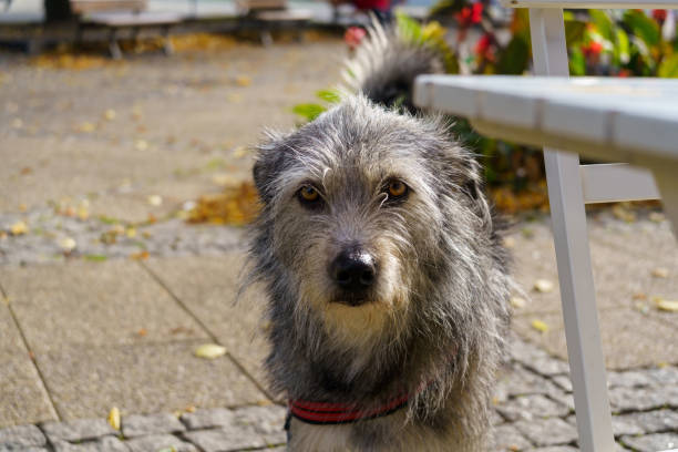 istock A former stray dog on the street 1479985231