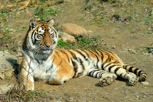 The tiger is known as the king of beasts. No matter what posture it is, it is majestic-looking.\nThis is the manchurian tiger (Siberian tiger).