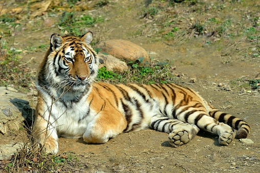 Portrait of a tiger in the grass.