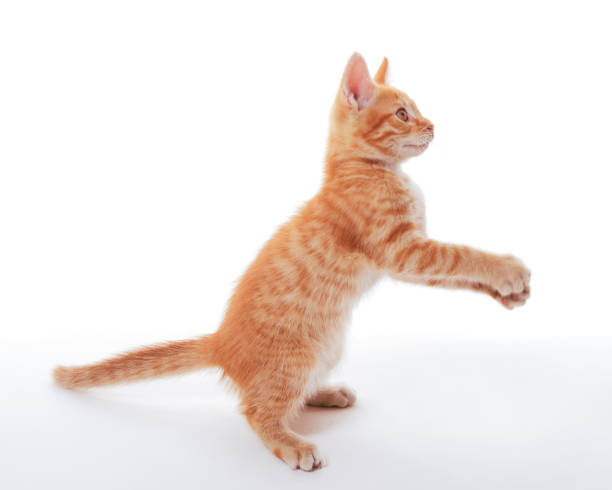 istock Red kitten rising on its hind legs on a white background 1479986320
