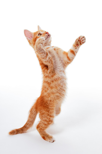 Ginger kitten standing on its hind legs and catching something above