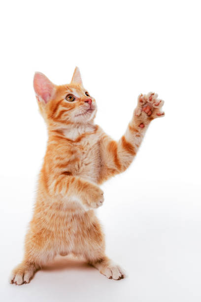 istock Ginger funny kitten standing on its hind legs and catching something above 1479986362