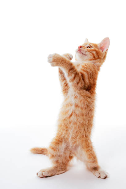istock Ginger kitten standing on its hind legs and catching something above 1479986373