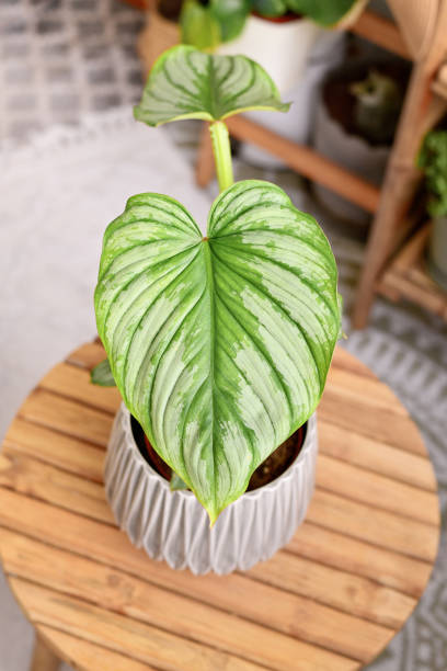 istock Tropical 'Philodendron Mamei' houseplant 1479986461