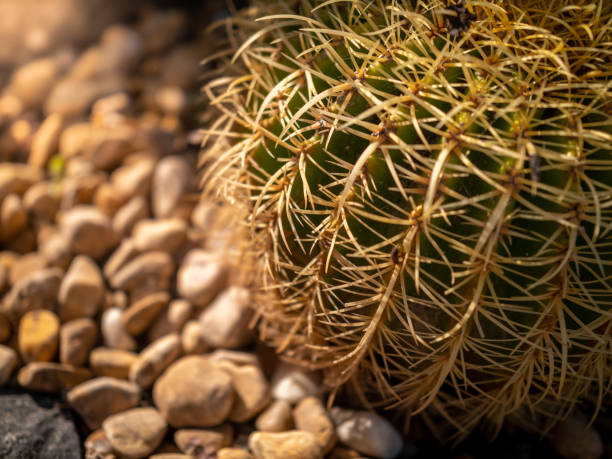 istock Closeup image of sharp thorns on round cactus at desert 1479987430