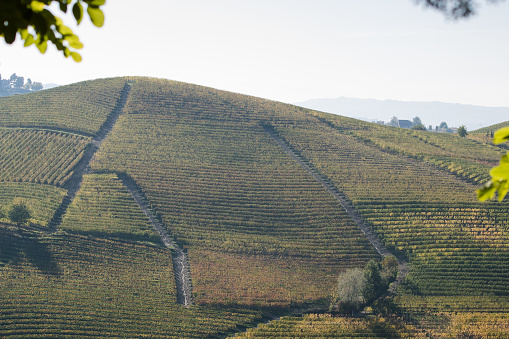 View of hills with vines, with typically autumnal colors. Piedmont, Langhe area.