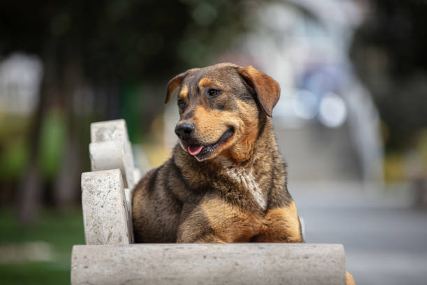 Brown stray dog is sitting on the park bench.