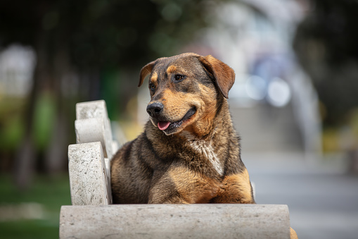 The dog or Canis lupus is a domesticated descendant of the wolf. Also called the domestic dog, it is derived from the extinct Pleistocene wolf, and the modern wolf is the dog's nearest living relative.