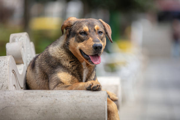 istock Brown stray dog is sitting on the park bench. 1479989450
