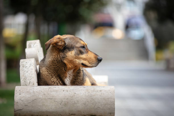 The dog or Canis lupus is a domesticated descendant of the wolf. Also called the domestic dog, it is derived from the extinct Pleistocene wolf, and the modern wolf is the dog's nearest living relative.