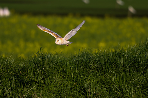 A stunning animal portrait of a Barn Owl in flight. This photo was captured at sunset along the banks of a canal, the owl is out hunting and looking for food.