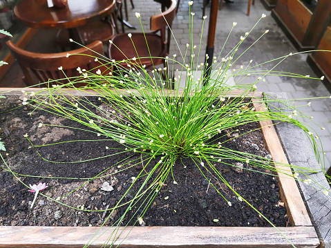 Fibre optic plant or Scirpus cernuus growing in wooden box. Isolepis cernua, common low bulrush, slender club-rush, tufted clubrush grow in woods crate. Fiberoptic grass growth near cafe on street