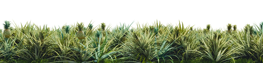 a pineapple field on a transparent background - 3D Illustration
