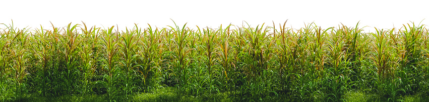 a sugar cane field on a transparent background - 3D Illustration