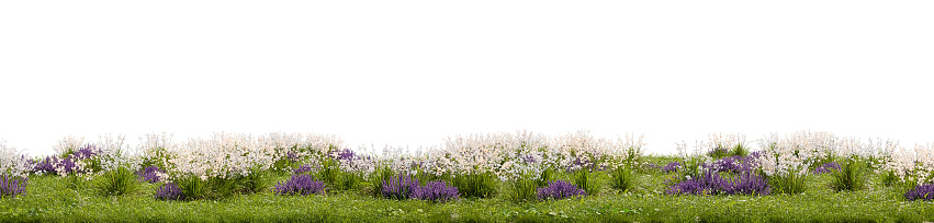 Various grasses, plants and flowers on a transparent background - 3D Illustration