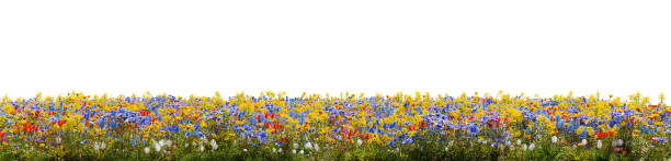 istock Various grasses, plants and flowers on a transparent background - 3D Illustration 1479994709