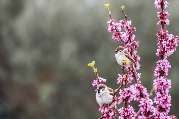 Hello spring from tree sparrow small bird sitting on the red buds Judas tree pink flowers, happy Easter.
