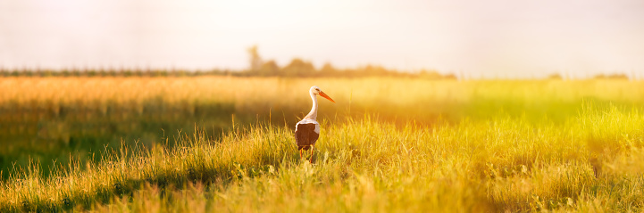 Adult European White Stork Standing In Green Summer Grass. Wild Field Bird In Sunset Time. Sun Shining With Sun Rays. Panoramic View.