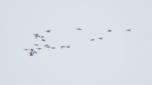 Flock of geese birds, Greater White-fronted Goose ( Anser albifrons ) and  Bean Goose ( Anser fabalis ) flying