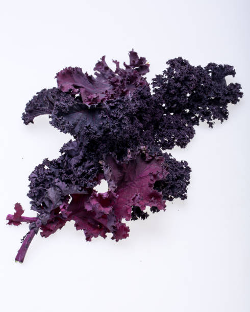 istock Freshly purple curly kale cabbage isolated on white background 1479999046