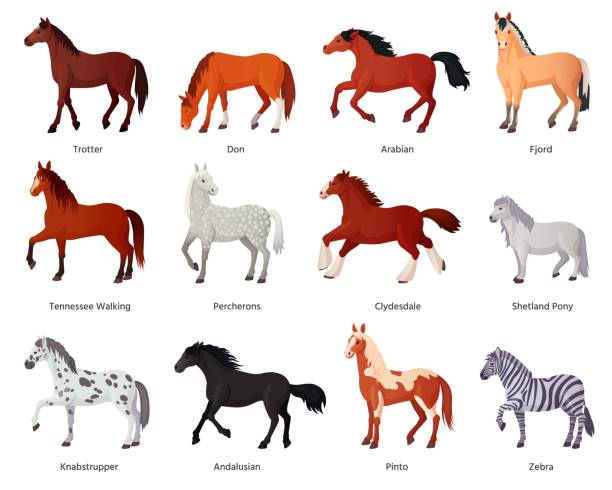 Popular Breeds Of Horses Wall Art Chart Poster - Laminated (Multiple Sizes Available)