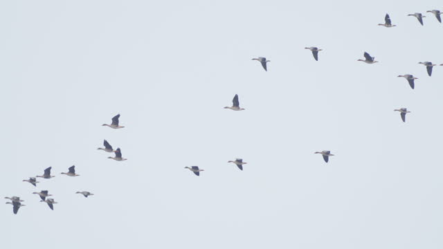 Flock of geese birds, Greater White-fronted Goose ( Anser albifrons ) and  Bean Goose ( Anser fabalis ) flying