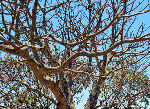 Gorée Island, Dakar, Senegal: bare branches of a baobab tree intertwined with an acacia in the background