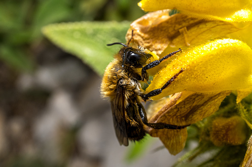 Macro bee shot.Bee landing on yellow flower in nature
