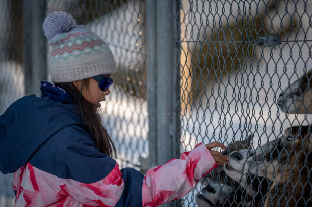 sheep feeding. girl feeding european mouflon in farm. one asian child petting animals in the zoo. - sheep fence zoo enclosure imagens e fotografias de stock