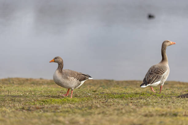 istock Two greylag geese standing on the grass by the lake 1480002278