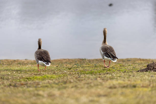 istock Two greylag geese standing on the grass by the lake 1480002279